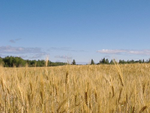 champs été abitibi blé évain