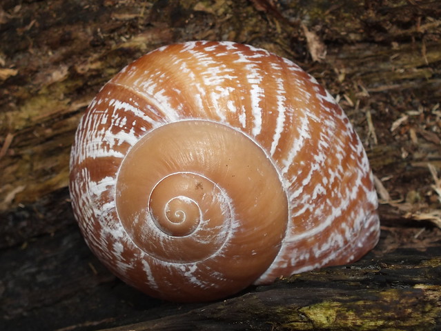 Land snail (Lamarckiella zeus)
