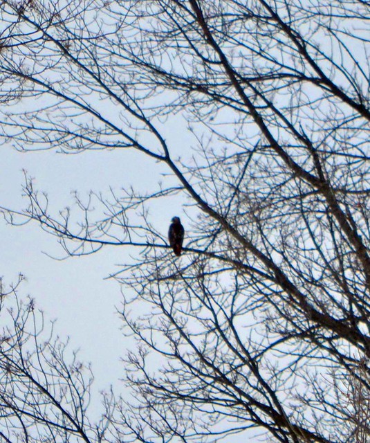When I got to the park, I spotted the hawk in a distant tree.