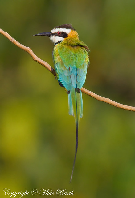 White-throated Bee-eater (Merops albicollis )