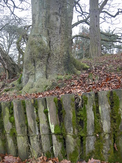 green fences 