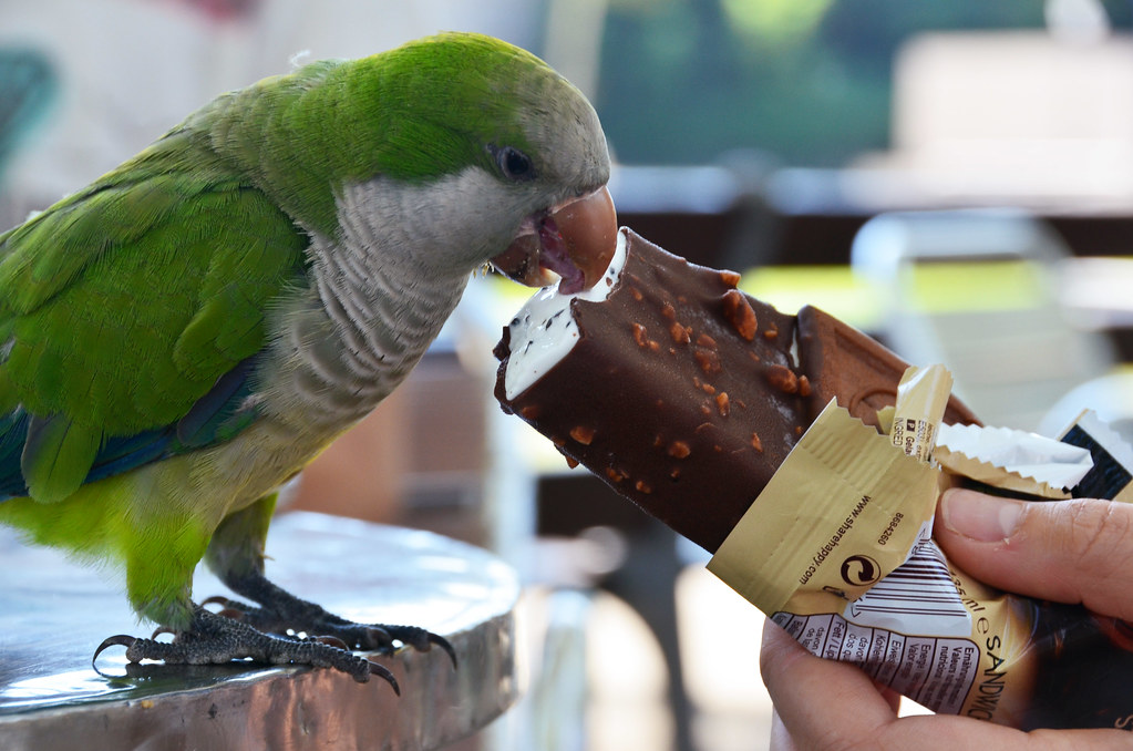Parrot and ice cream