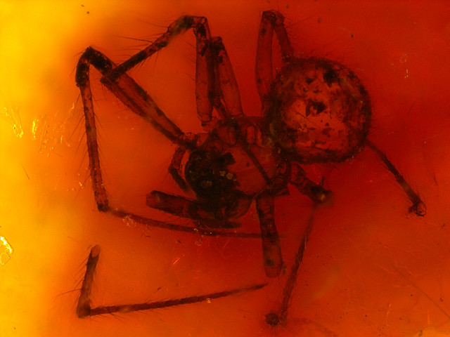 Baltic amber (40-50 MYO) - an orb-weaver spider (Araneidae, Theridiometa samlandica Petrunkevitch, 1942)