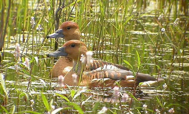 Fulvous Whistling-Duck - Dendrocygna bicolor