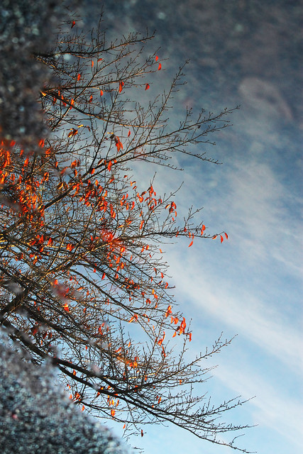 sky in the puddle