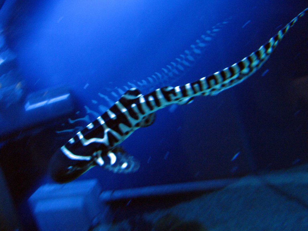 baby zebra shark | when they grow older, they lose the strip… | Flickr
 Baby Zebra Shark