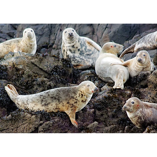 Farne Islands