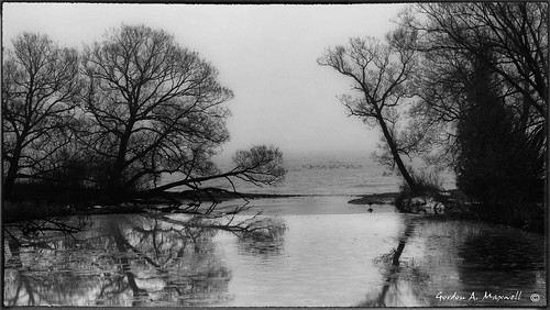 trees winter ontario reflections blackwhite flickr places olympus lakeontario 2012 e5 bowmanville iamcanadian landscapeseascape omot cans2s flickrgolfclub clanflickr photographybay 1260mm28 westsidemarsh