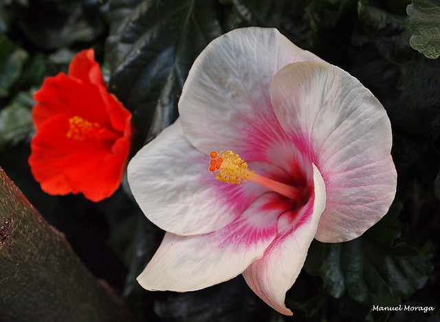 Flor (Hibiscus)