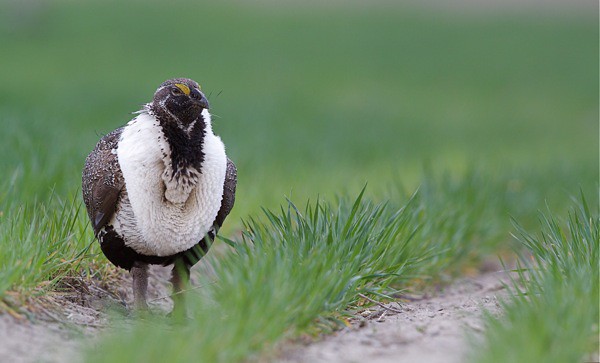 Sage Grouse Standing in Rows of Winter Wheat