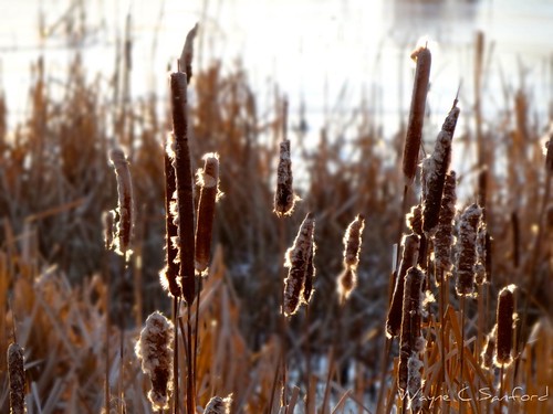 sunset water grass novascotia cattails annapolisvalley kentville minersmarsh