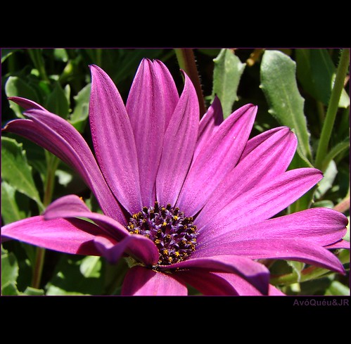 Purple daisy~✽ by AvóQuéu