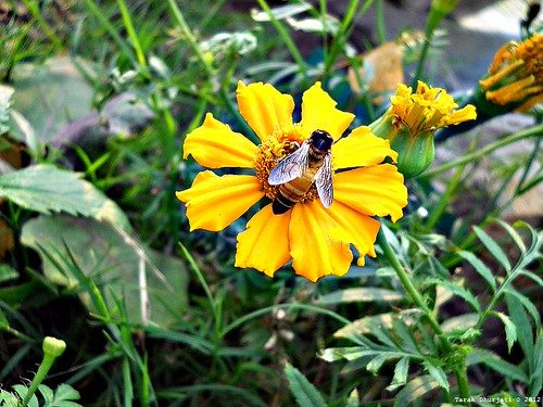 My Marigold #1* by ~Amygdala~, Nectar drop in lightcraft loom
Unreasonable tempest, transparent mirror  
Stories untold,Stories so 