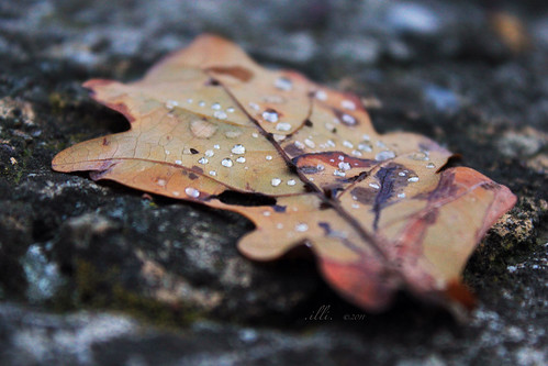 autumn fall water rock leaf bokeh droplet foglia roccia autunno rugiada goccioline