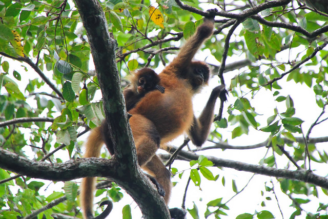 Spider Monkey with her Baby