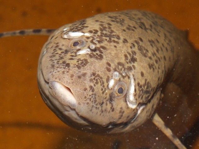 West African lungfish (Protopterus annectens annectens) female portrait