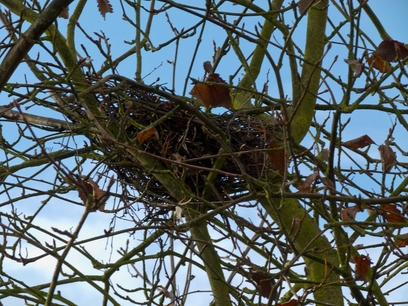 Nest or dray