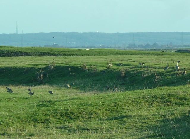 Collective noun for curlew?