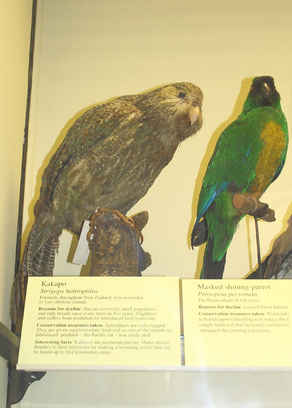 Rare Parrots