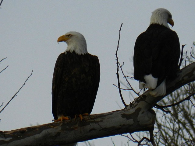 Mating Pair - Bald Eagles