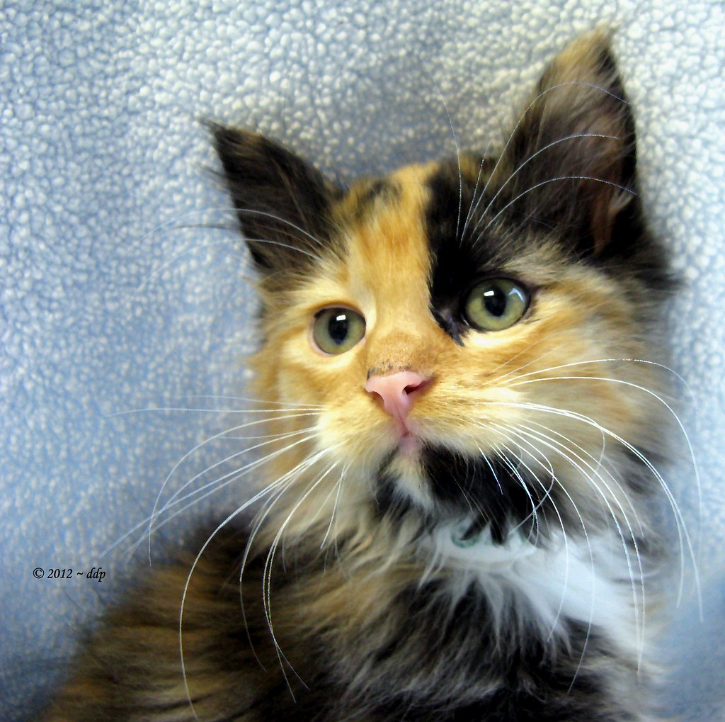 Noel ~ Long-Haired Calico Kitten in Painterly Diva Pose | Flickr