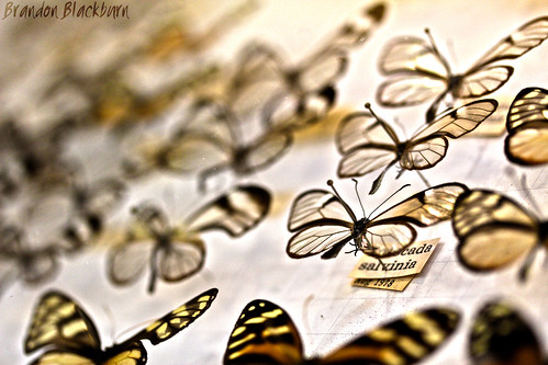 Butterflies: spiscada salvinia, aug 1978
