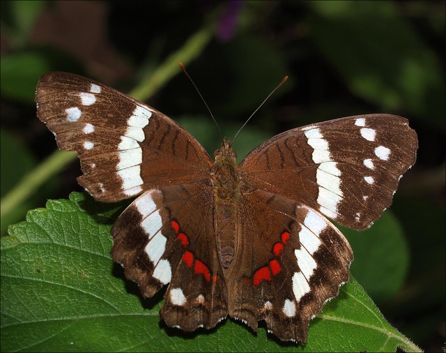 Banded Peaock butterfly - Anartia fatima