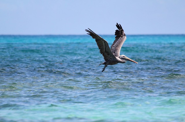 Cayo Santa Maria Pelicans