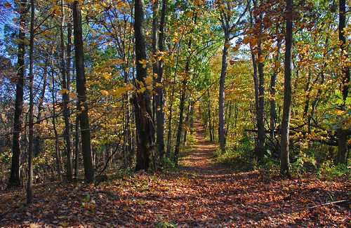 autumn trees ohio fall oct colorfulleaves broughtonswildlifeeducationarea