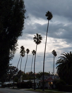 December Dawn In Los Angeles -Palm Trees