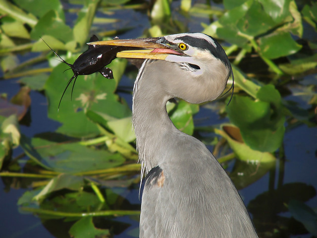Great Blue Heron catches a catfish
