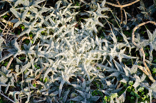 Frosty thistle