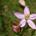 Flickr photo 'Centaurium erythraea flower' by: John Tann.
