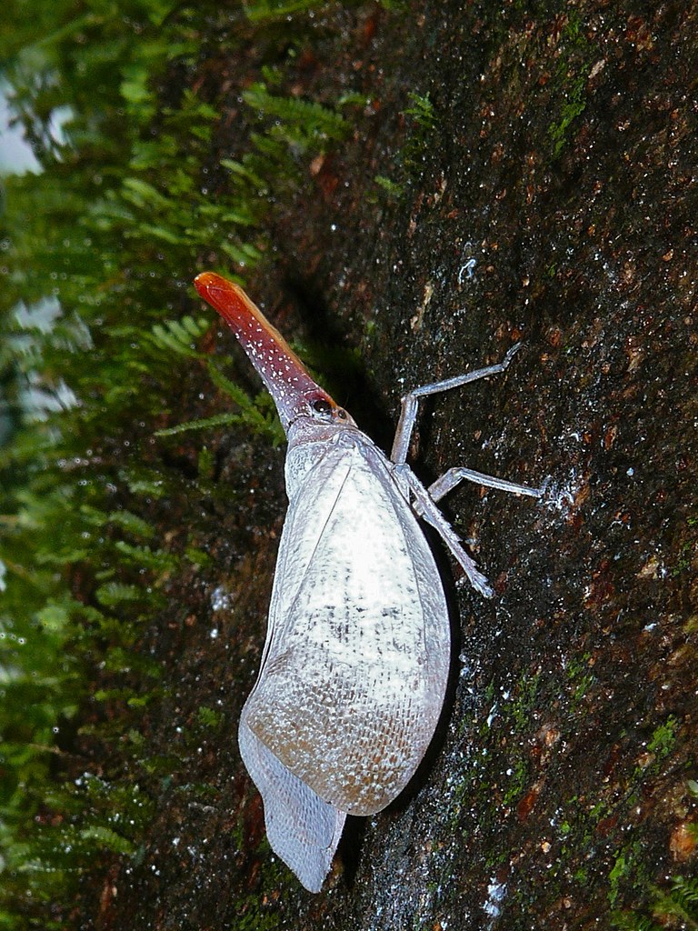 Lanternfly (Pyrops sultanus) | Gunung Mulu NP, Sarawak, MALA… | Flickr