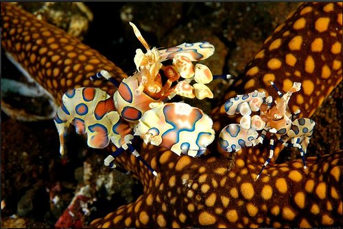 Malapascua