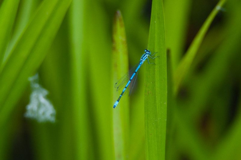 Resting on a reed leaf: male common blue damselfly, Compton Park
