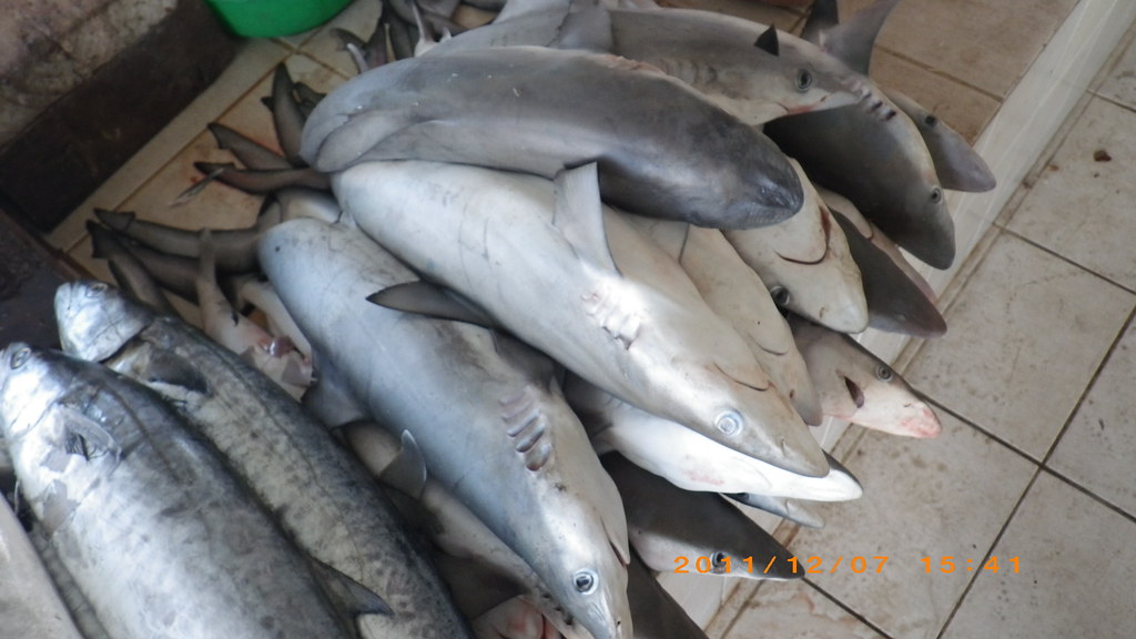 Sharks in Muscat fish market