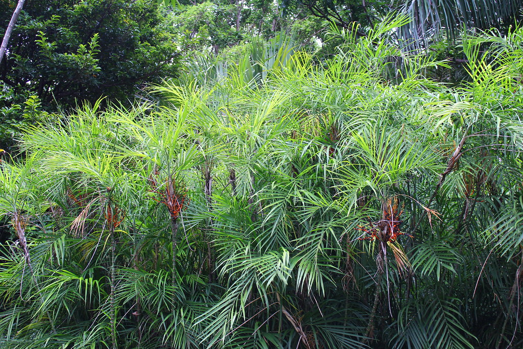 Chamaedorea seifrizii / Bamboo Palm | Mature clump with frui… | Flickr