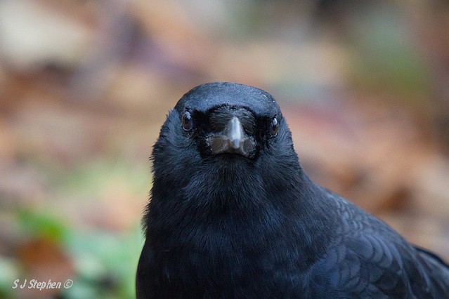 Crow Portrait