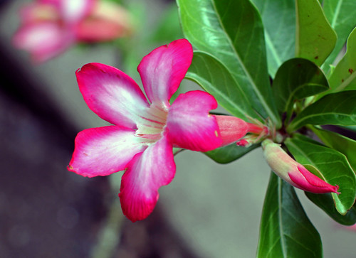 Botanical Garden, Tahiti | by drpimento