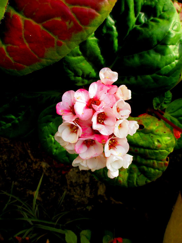 Gentle Bloom by sir_watkyn