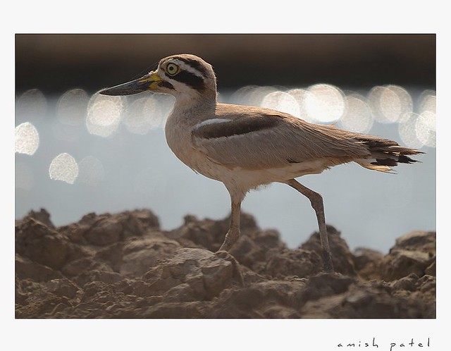 Great ThiCk KnEe