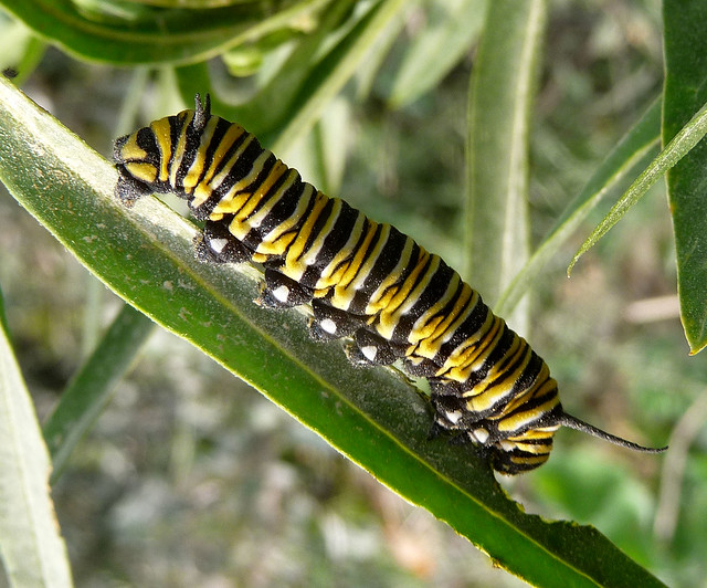 Monarch Caterpillar. (Danaus plexippus)