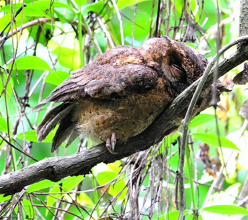 Oh so tired.... | by NatureInYourBackyard