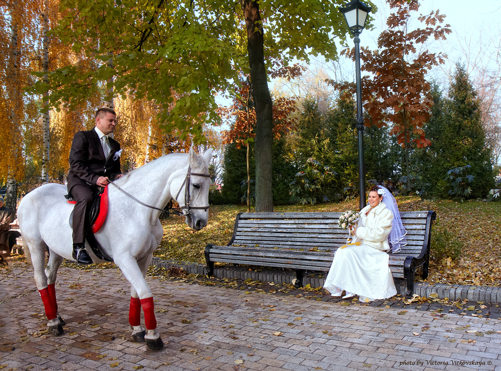 Конь жених. Принц на белом коне. Свадебная фотосессия с лошадьми. Белая лошадь в парке. Принц на белой лошади.