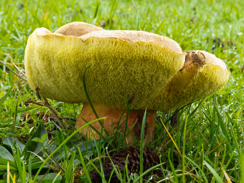Bolete with an upturned cap