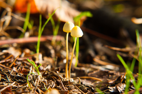 Slender small mushroom