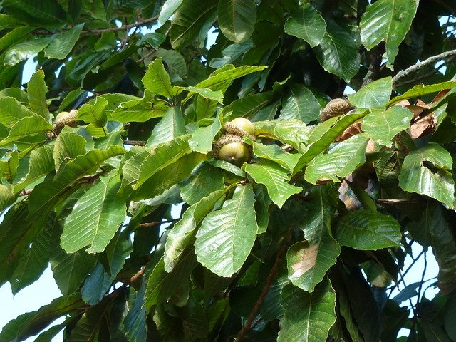 Quercus insignis M.Martens & Galeotti 1843 (FAGACEAE)