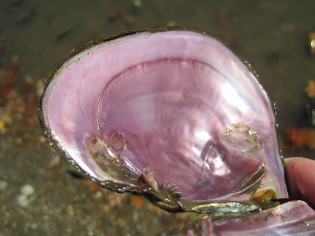 Pink Papershell Mussel