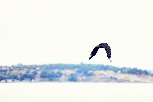 As the Crow Flies by dbnunley